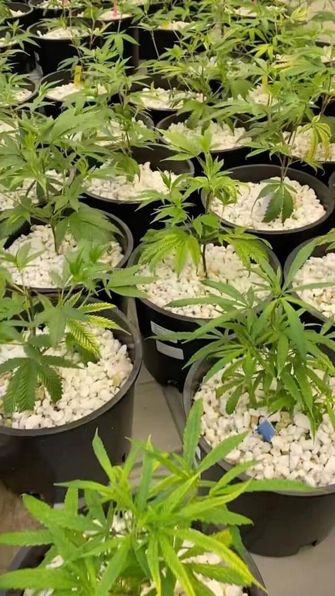 Images Arizona Organix Dispensary