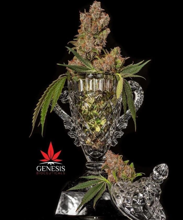 Images Arizona Organix Dispensary