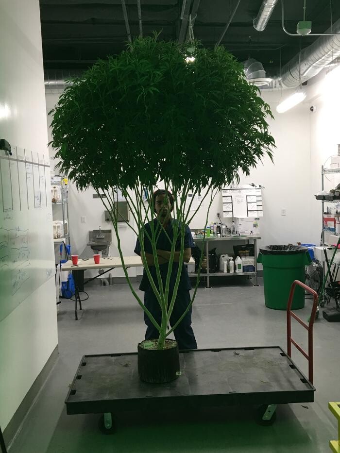 Images Medizin - Cannabis Dispensary Las Vegas