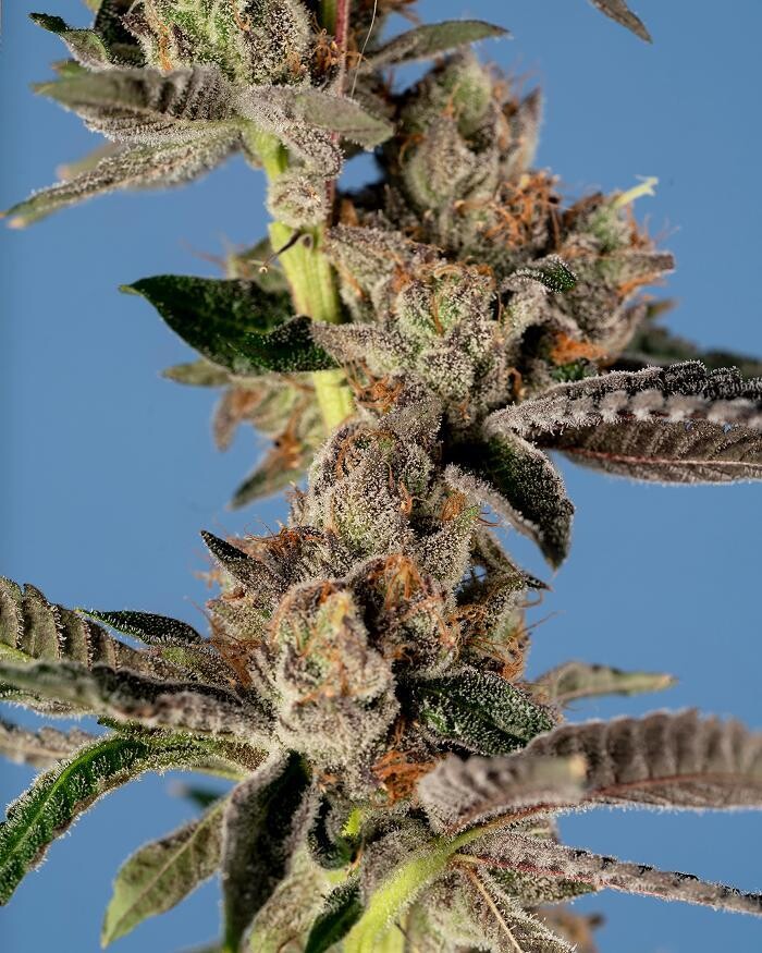 Images Medizin - Cannabis Dispensary Las Vegas