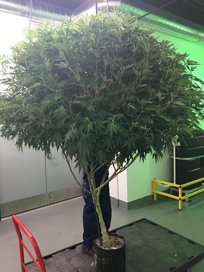 Images Medizin - Cannabis Dispensary Las Vegas