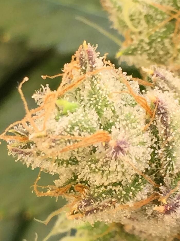 Images Medizin - Cannabis Dispensary Las Vegas