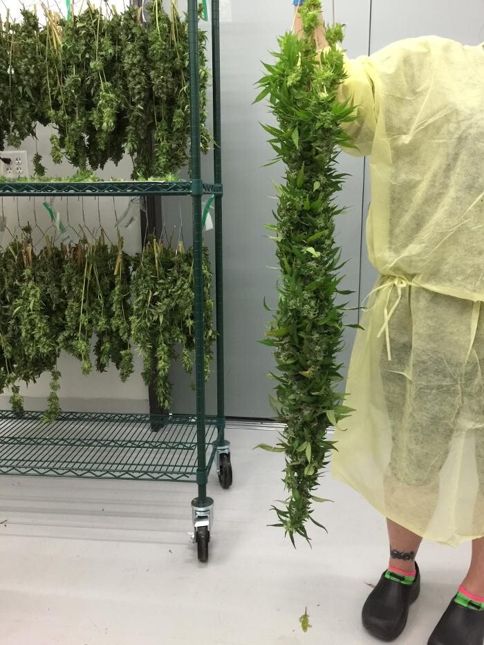 Images Medizin - Cannabis Dispensary Las Vegas