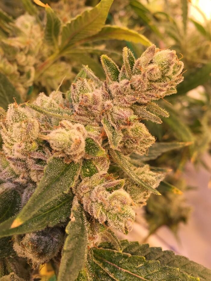 Images Medizin - Cannabis Dispensary Las Vegas