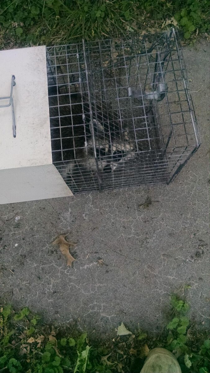 Images Animal Damage Trapping & Construction