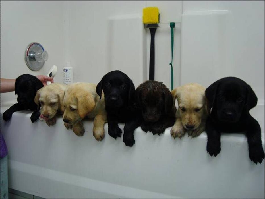 Images County Line Veterinary Clinic