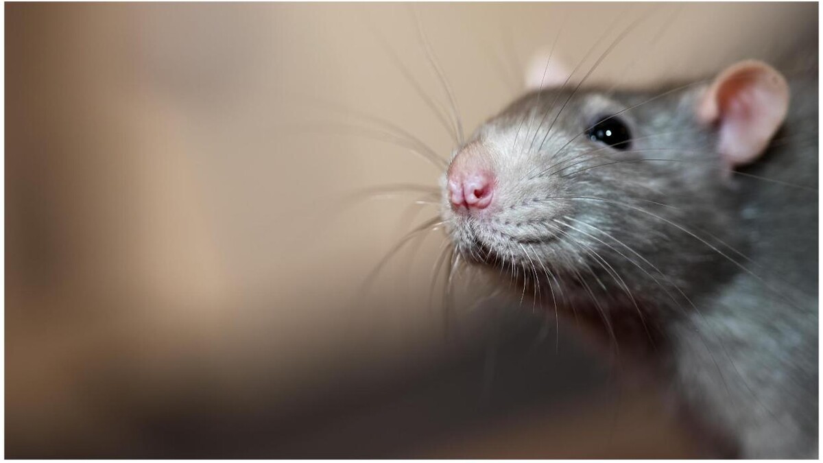 Images Franklin Pest Solutions