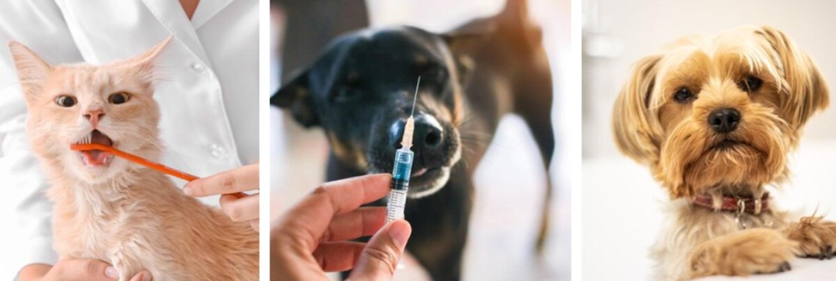 Images Noble West Animal Hospital