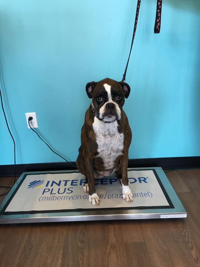 Images Noble West Animal Hospital