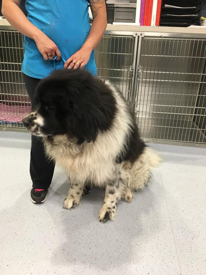 Images Noble West Animal Hospital