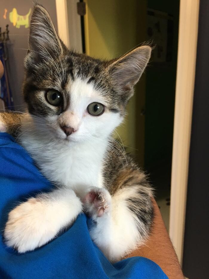 Images Noble West Animal Hospital