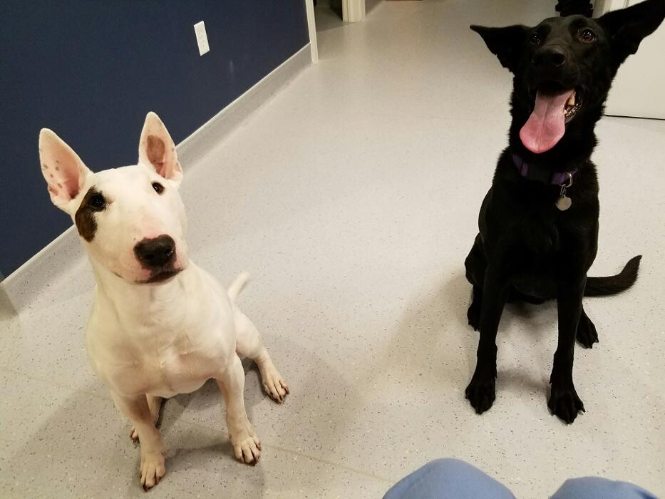 Images Noble West Animal Hospital