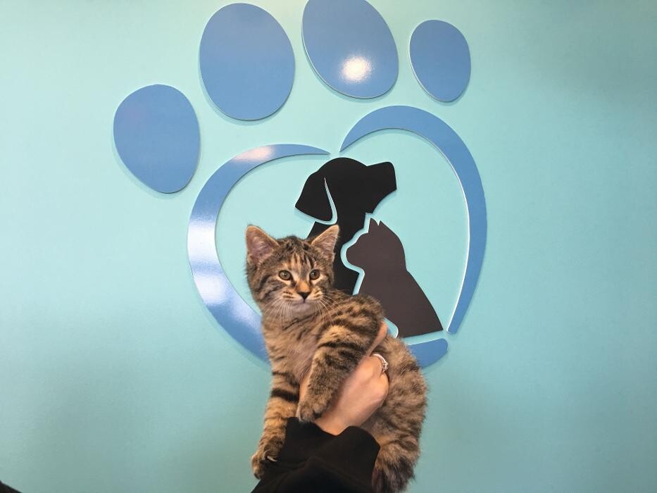 Images Noble West Animal Hospital