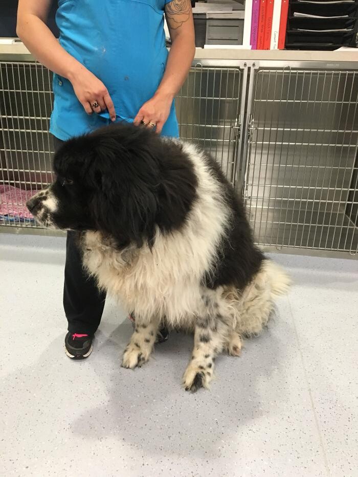 Images Noble West Animal Hospital