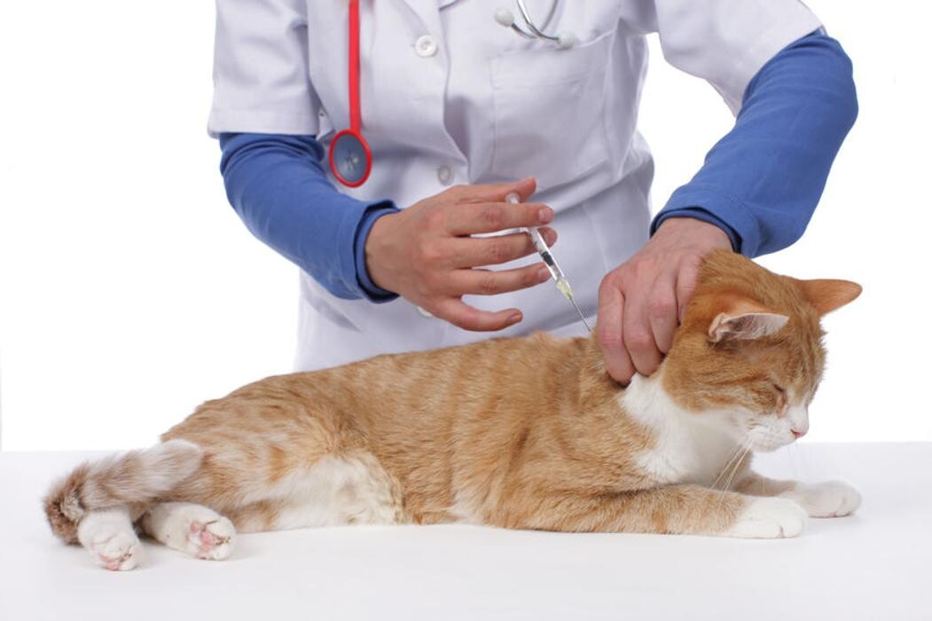 Images Noble West Animal Hospital