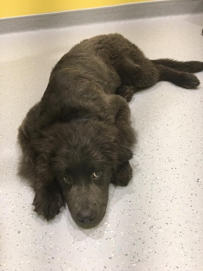 Images Noble West Animal Hospital