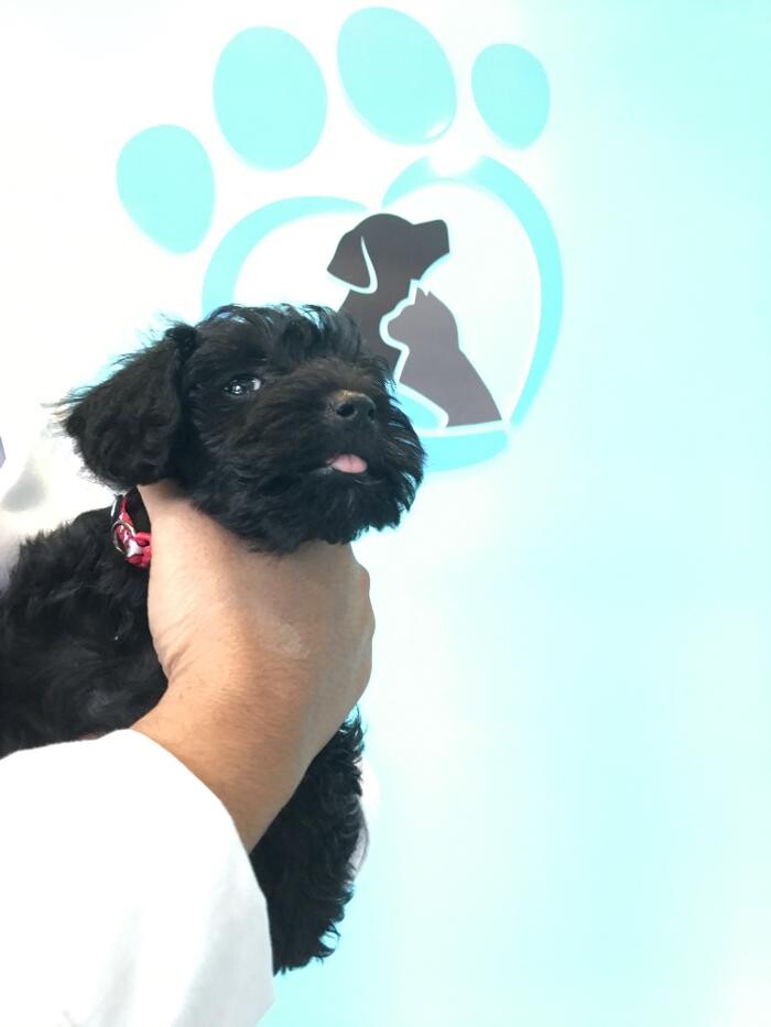 Images Noble West Animal Hospital