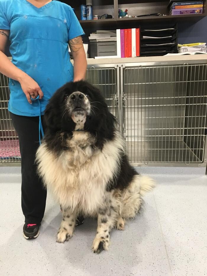 Images Noble West Animal Hospital