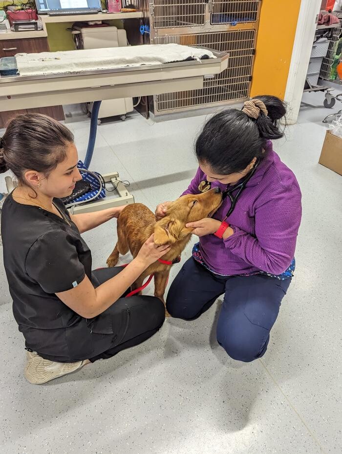 Images Noble West Animal Hospital