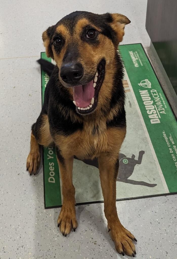 Images Noble West Animal Hospital