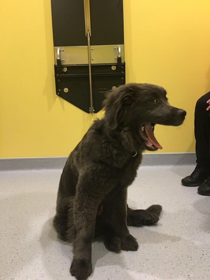 Images Noble West Animal Hospital