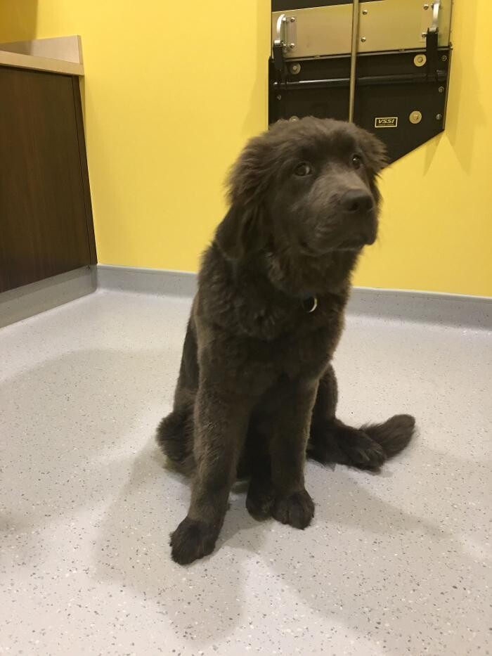 Images Noble West Animal Hospital