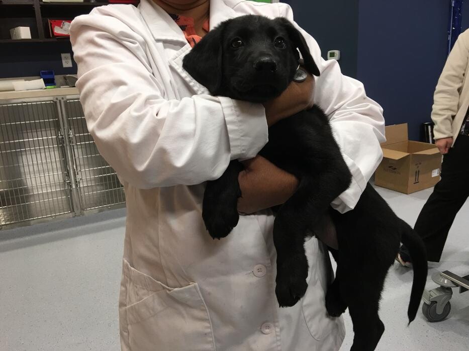 Images Noble West Animal Hospital