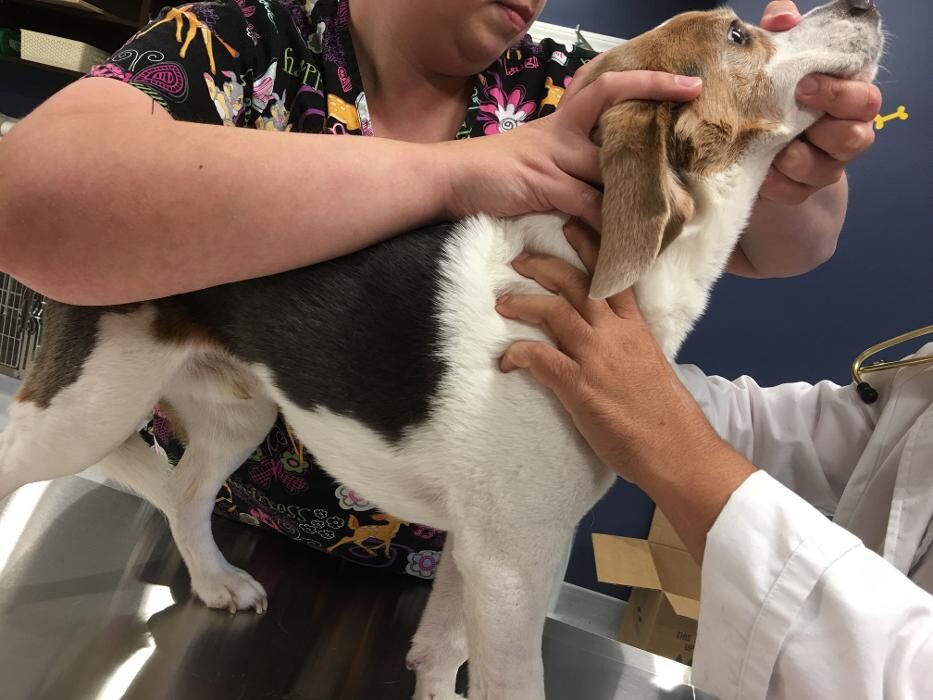 Images Noble West Animal Hospital