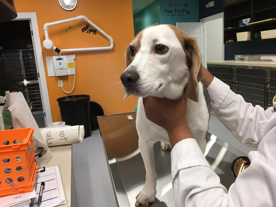 Images Noble West Animal Hospital