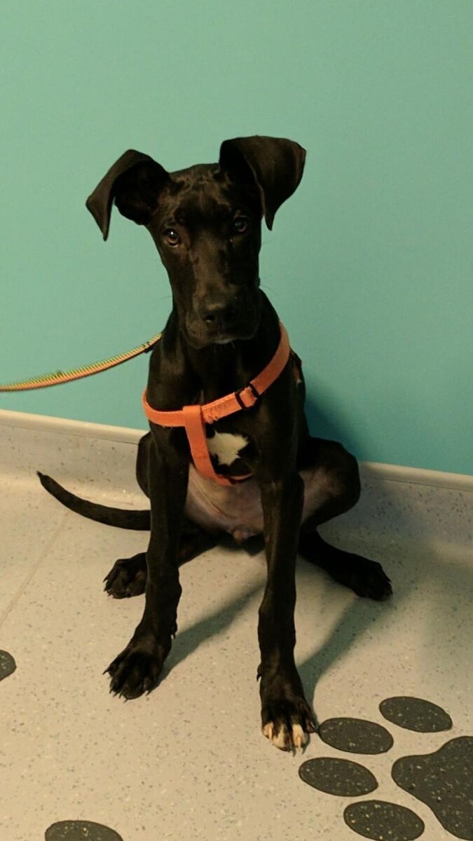 Images Noble West Animal Hospital