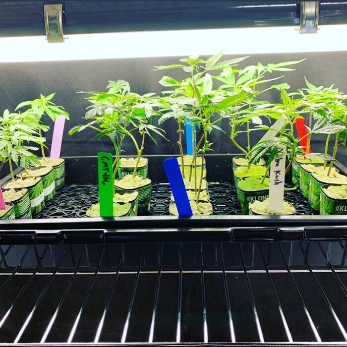 Images Greenfields Cannabis Dispensary