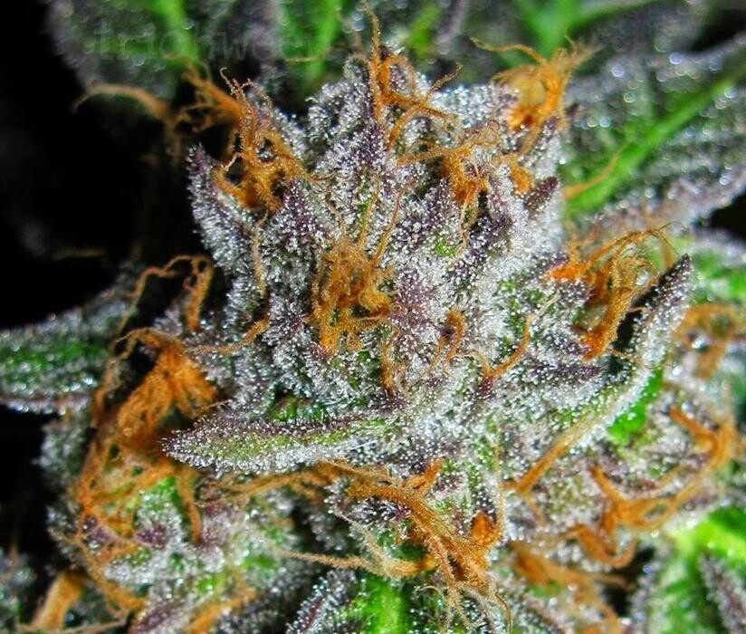 Images Greenfields Cannabis Dispensary