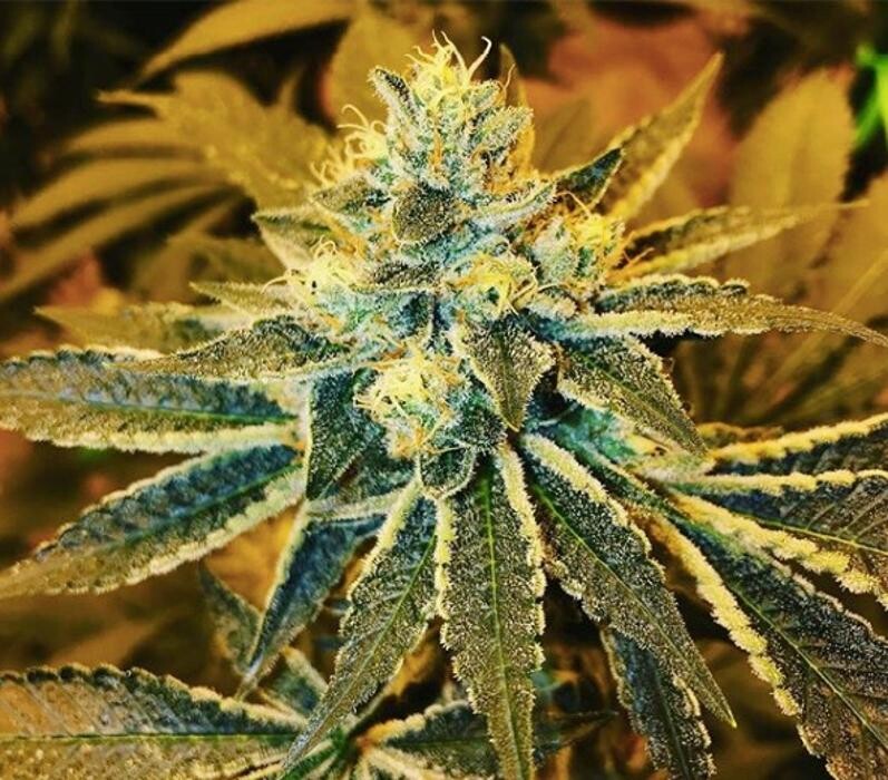 Images Greenfields Cannabis Dispensary