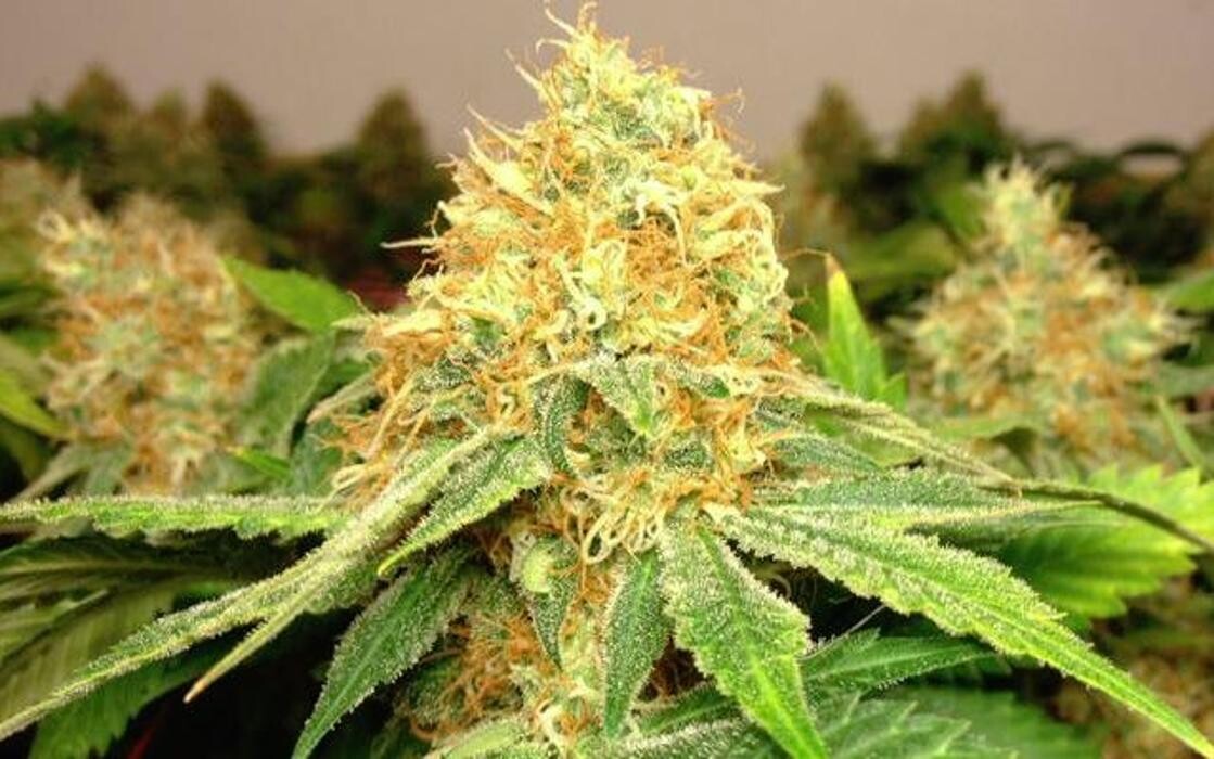 Images Greenfields Cannabis Dispensary