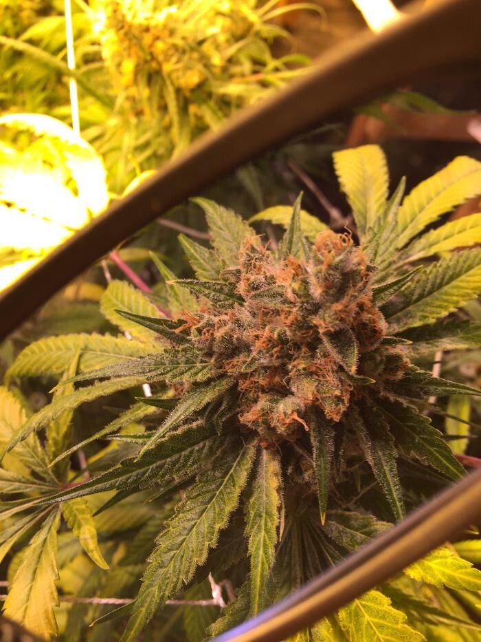 Images Greenfields Cannabis Dispensary