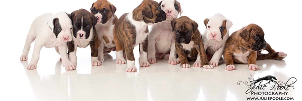 Images Northshore Animal Hospital