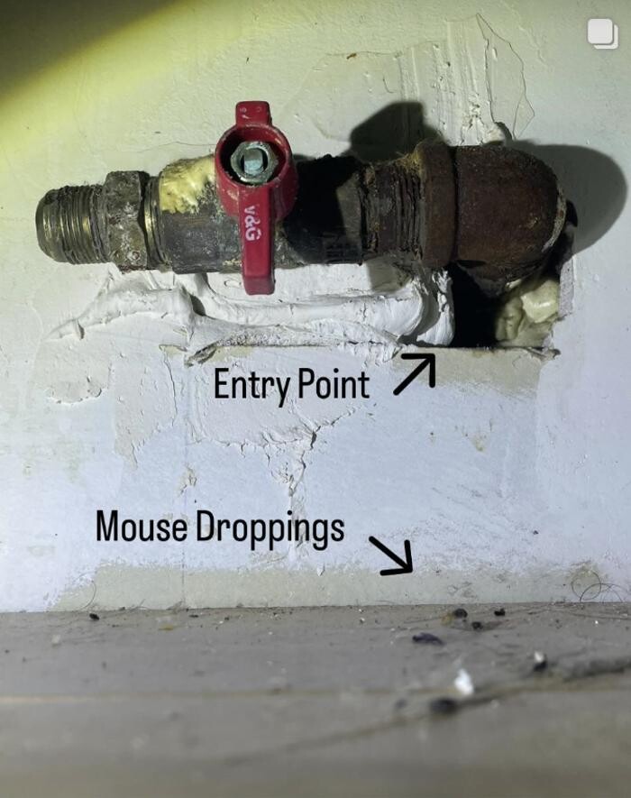 Images Magic Touch Exterminating and Wildlife Control