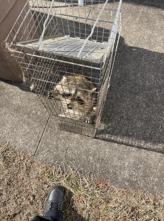 Images Magic Touch Exterminating and Wildlife Control