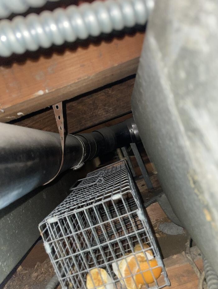 Images Magic Touch Exterminating and Wildlife Control