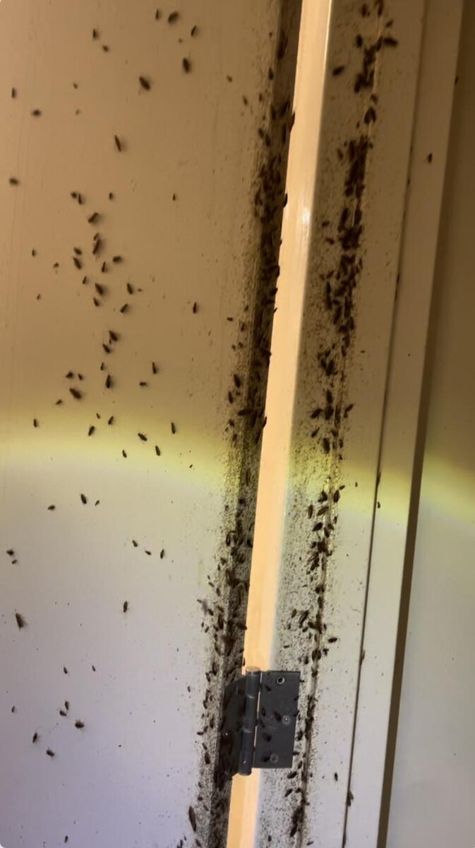 Images Magic Touch Exterminating and Wildlife Control