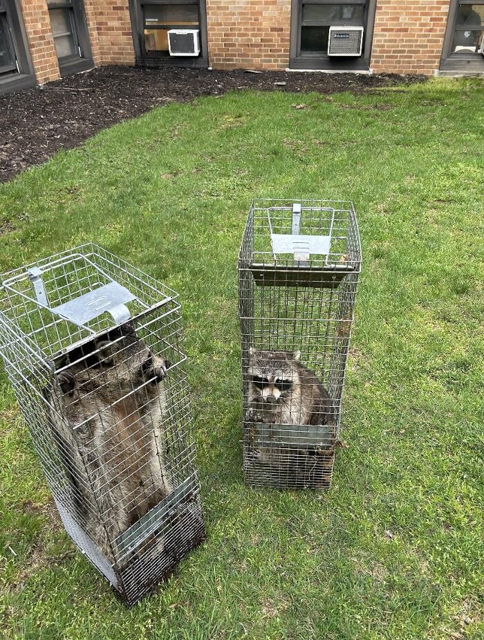 Images Magic Touch Exterminating and Wildlife Control