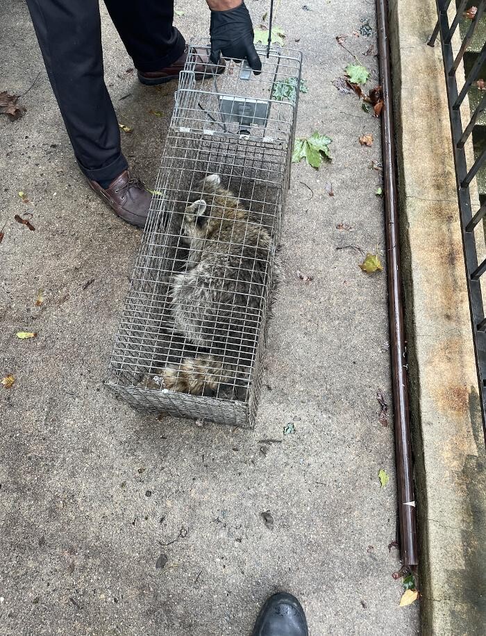 Images Magic Touch Exterminating and Wildlife Control