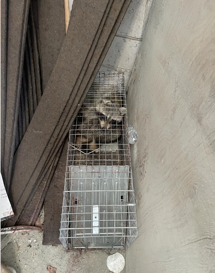 Images Magic Touch Exterminating and Wildlife Control