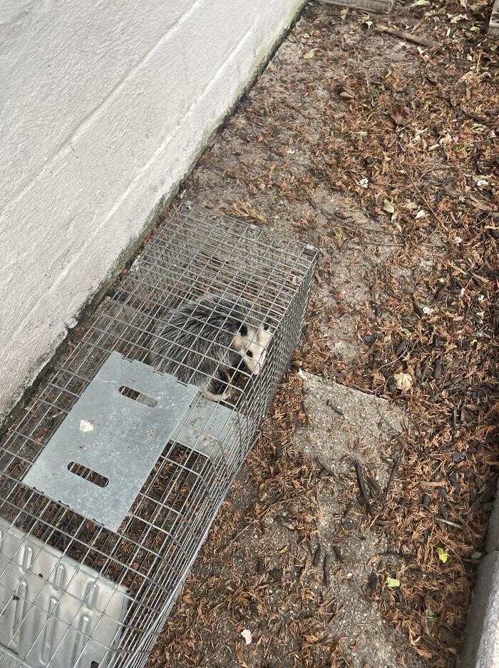Images Magic Touch Exterminating and Wildlife Control