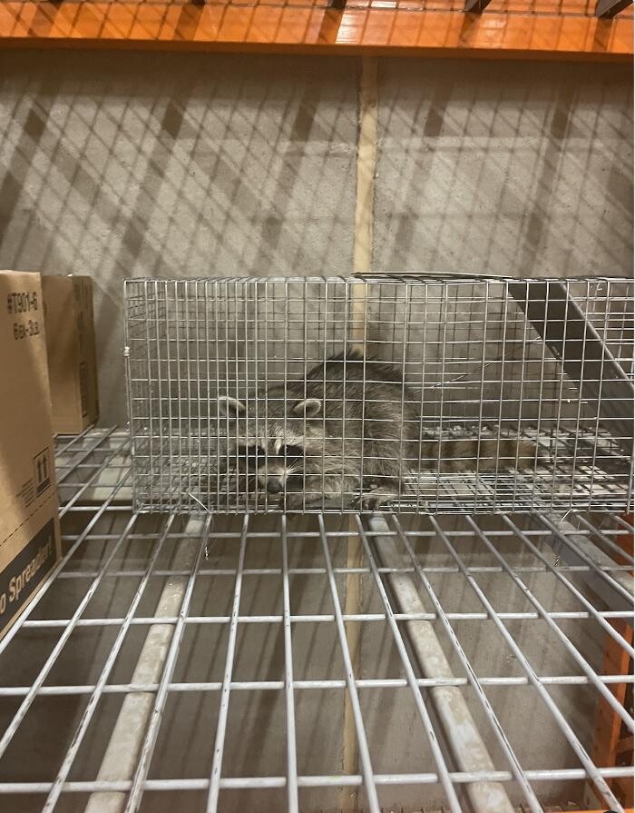 Images Magic Touch Exterminating and Wildlife Control