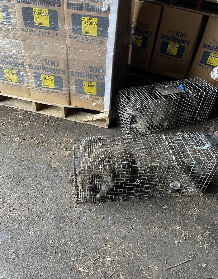 Images Magic Touch Exterminating and Wildlife Control