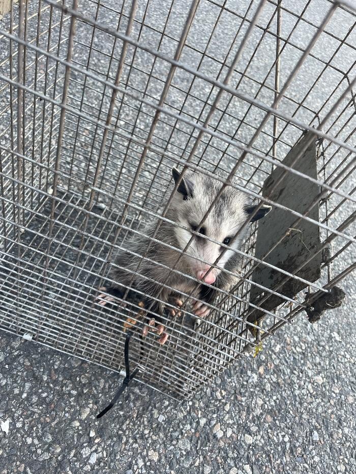 Images Magic Touch Exterminating and Wildlife Control