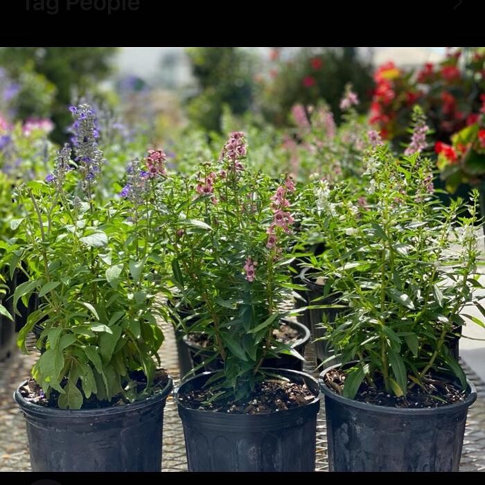 Images A1A Sod, Sand & Soil, Inc.