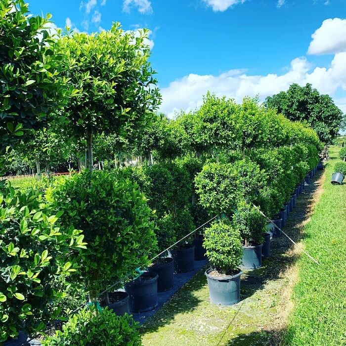 Images A1A Sod, Sand & Soil, Inc.