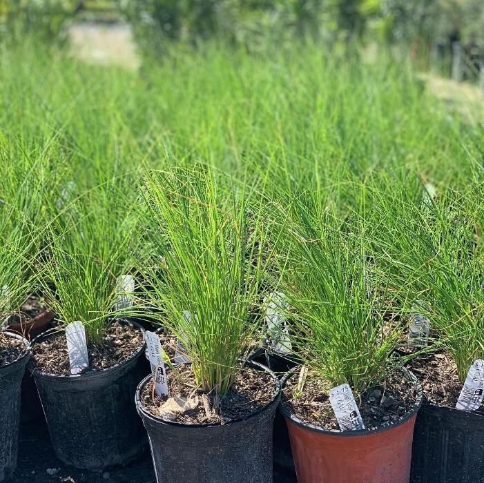 Images A1A Sod, Sand & Soil, Inc.